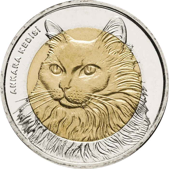 Ankara Kedisi